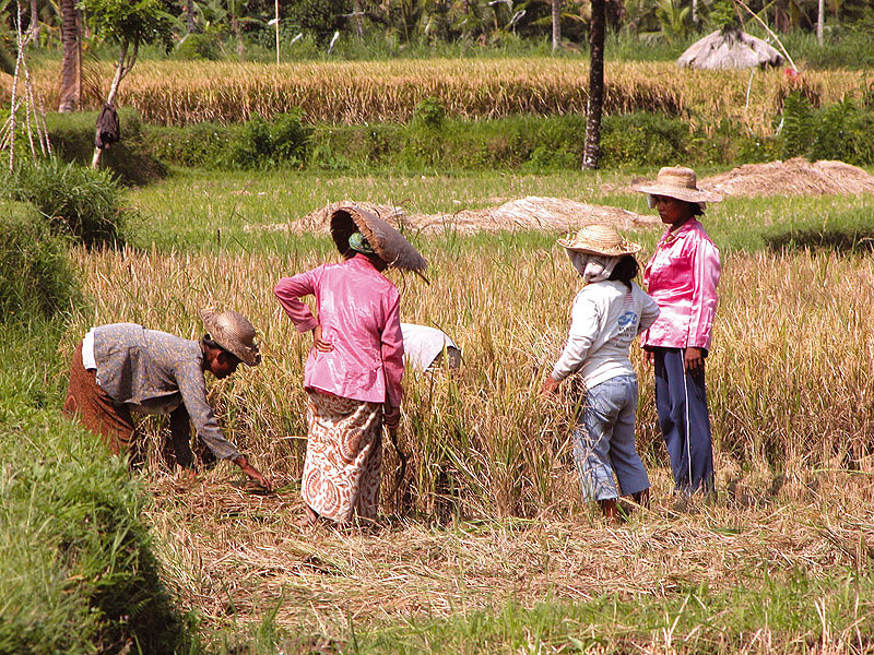BALI RICE