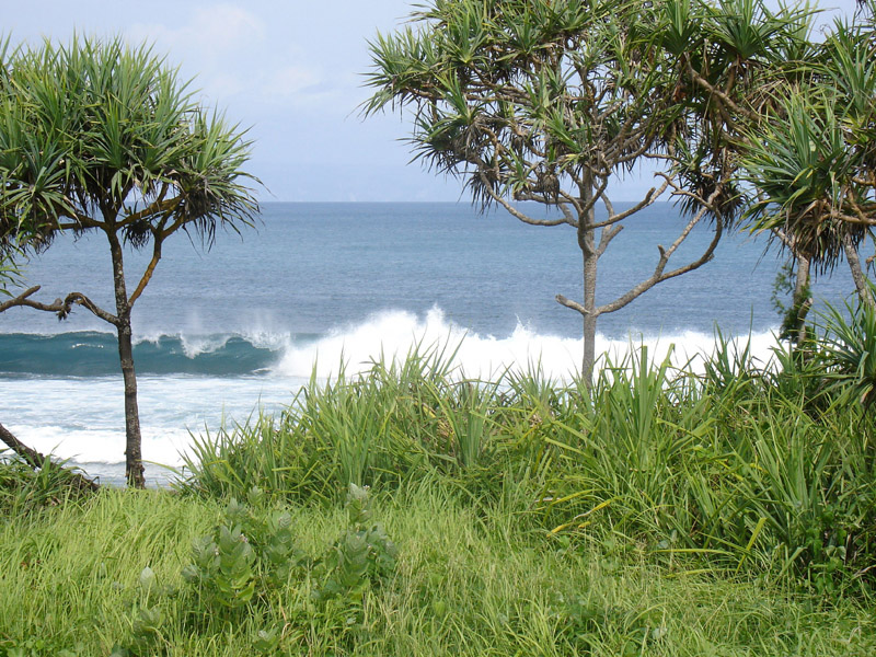 Bali Canguu
