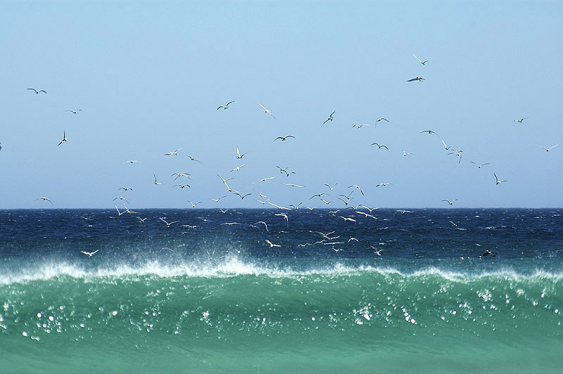 West Australia5