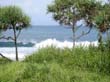 Bali Canguu