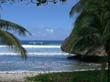 Barbados batsheba3