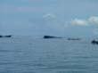 Mentawai1