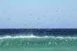 West Australia5